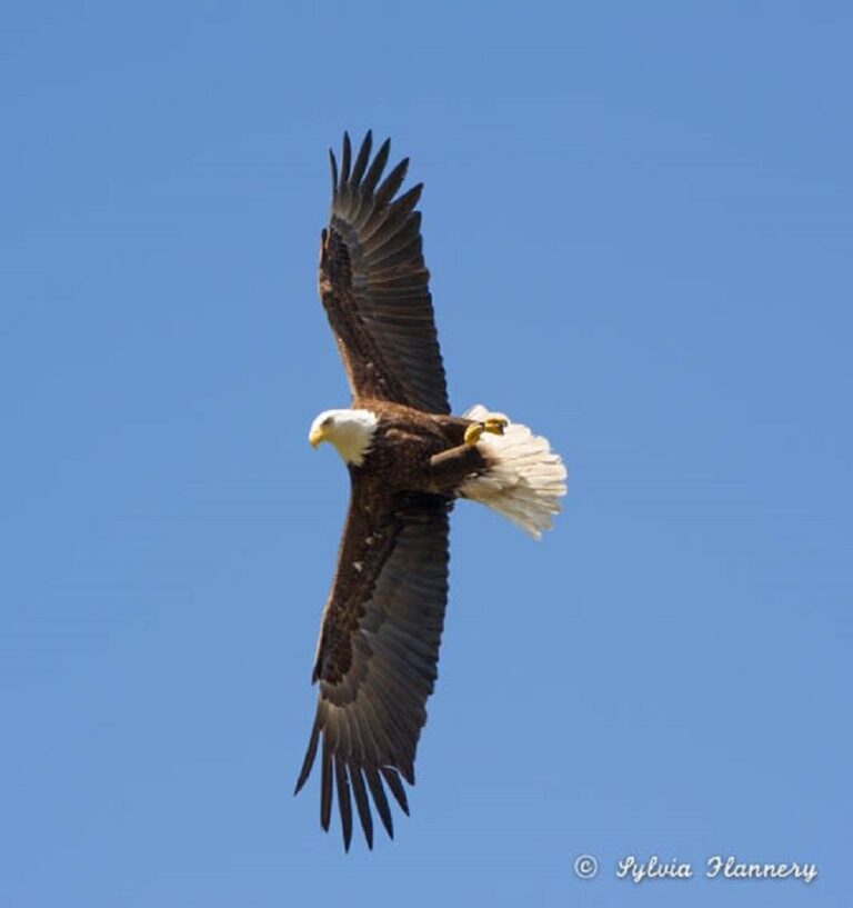 Sylvias Eagle 768x817