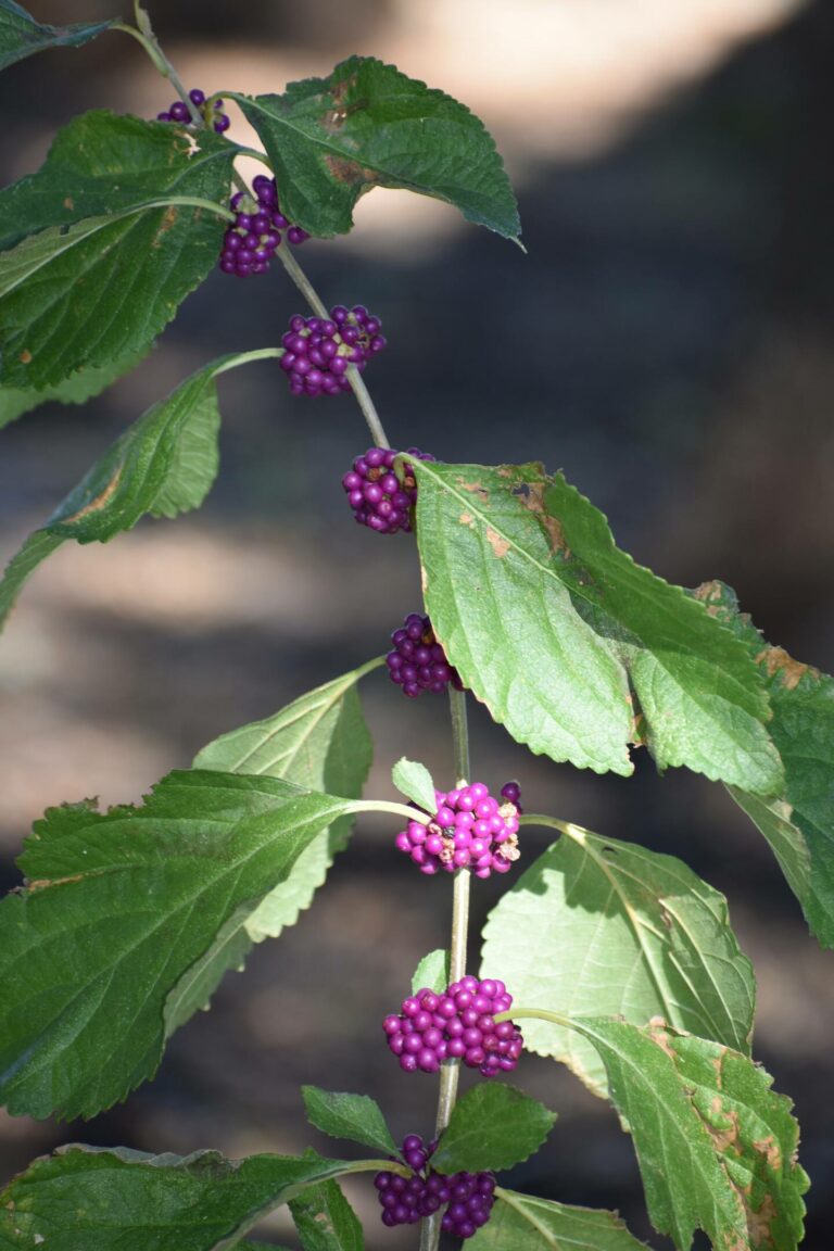 b4f436ed 0bb8 46f0 89be f2b300d20efa 768x1152